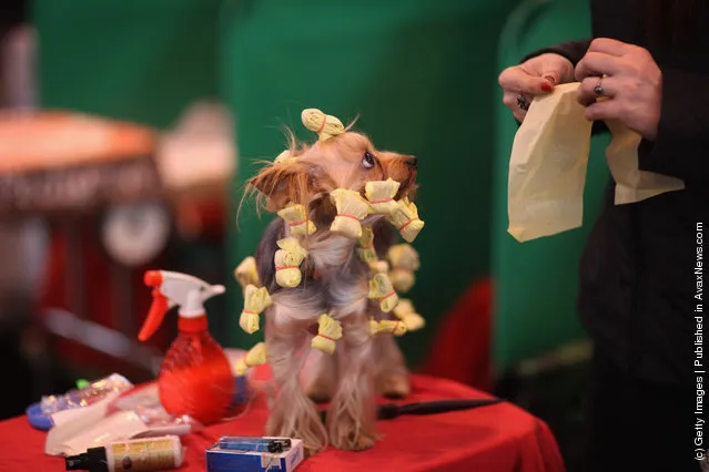 A Yorkshire Terrier has it's hair done on a grooming table on Day one of Crufts at the Birmingham NEC Arena