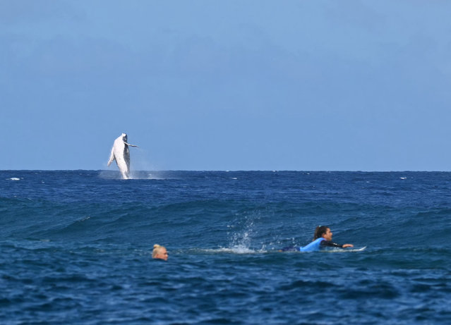 A whale breaches as Brazil's Tatiana Weston-Webb and Costa Rica's Brisa Hennessy (R) compete in the women's surfing semi-finals, during the Paris 2024 Olympic Games, in Teahupo'o, on the French Polynesian Island of Tahiti, on August 5, 2024. (Photo by Jerome Brouillet/AFP Photo)