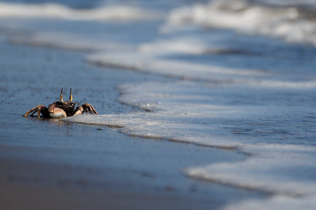 A ghost crab scuttles near the water on the beachfront property owned by Ekolu Lindsey, where his family has lived for five generations, Saturday, July 6, 2024, in Lahaina, Hawaii. Lindsey’s so familiar with the area he notices when more crabs are around or fish are undersized. He has brought school groups there to teach them about the coral, seaweed and the ocean. (Photo by Lindsey Wasson/AP Photo)