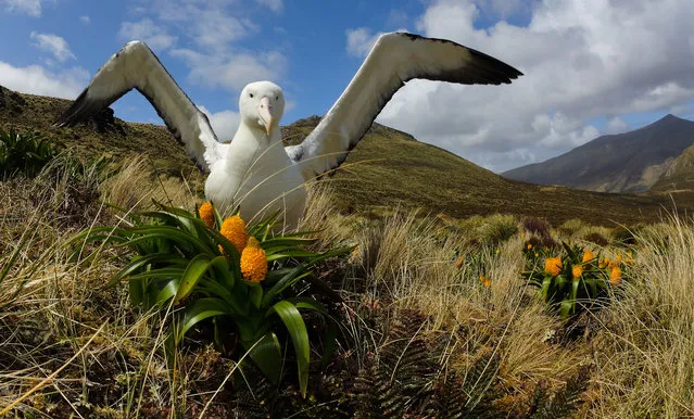 “Who are you?” The curiosity of an Albatross in his home, that usually is uninhabited by humans. Southern Royal Albatross (Diomedea epomophora). Red List IUCN Vulnerable. Sub Antarctic islands are the first lands after the “Ice Desert”, we take a visual journey that describe the unique wildlife of those archipelago and the everyday life on board of Tiama, a special sealing vessel, where researchers and photographers look for evidences of relationship between climate changes and wildlife decline. Photo location: Campbell Island, Sub-Antarctic Islands, New Zealand. (Photo and caption by Roberto Isotti/National Geographic Photo Contest)
