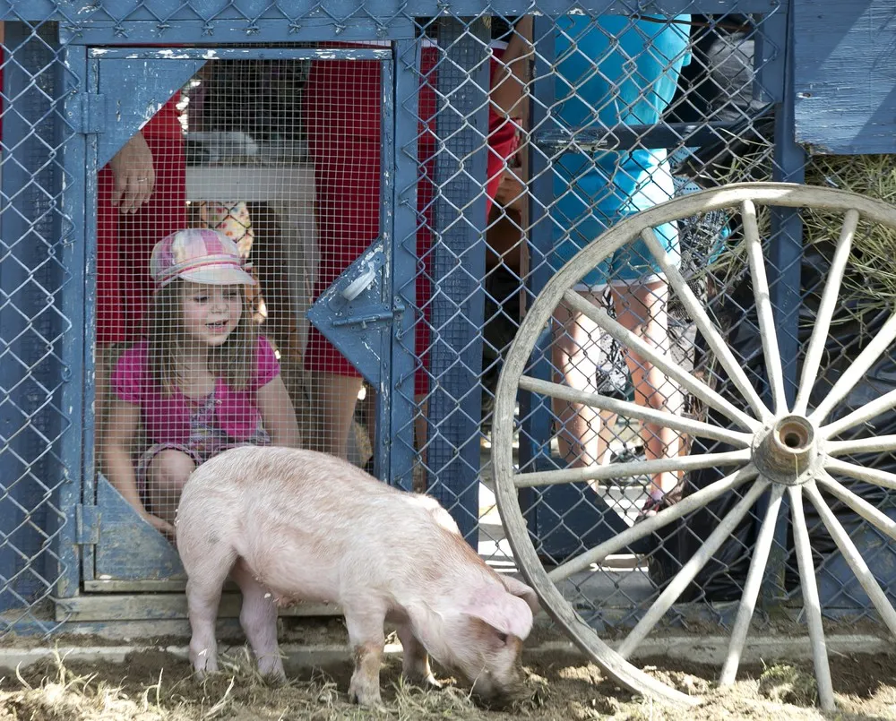 Pig Festival in Canada