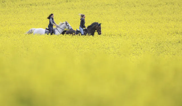Two women ride their horses through rapeseed fields in Langenenslingen, Germany, Tuesday, May 7, 2019. (Photo by Thomas Warnack/dpa via AP Photo)