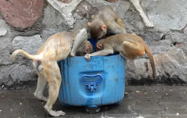 Monkeys drink water from a bucket in scorching heat in ridge area in New Delhi, India, 07 June 2022. Animals and birds have also been impacted due to heat wave in India. According to the Indian Meteorological Department (IMD), heat wave will continue till 09 June 2022 in Delhi state and the National Capital Region. (Photo by Rajat Gupta/EPA/EFE)