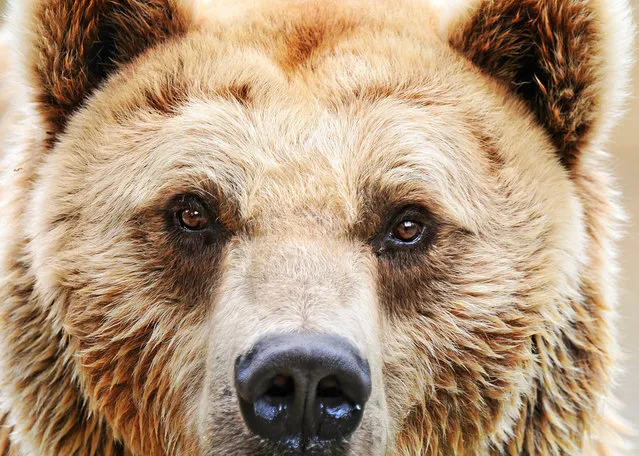 A brown bear