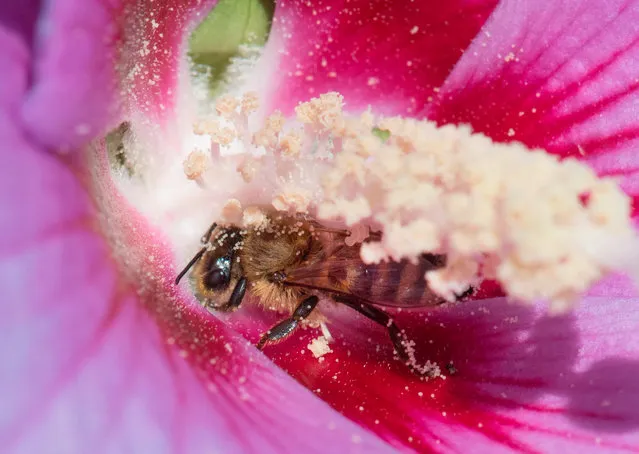 A honeybee collects pollen in the blossom of a hibiscus in Ludwigsburg, Germany on August 10, 2017. (Photo by Thomas Kienzle/AFP Photo)