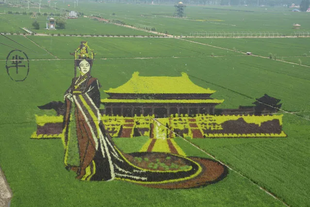 Rice saplings of different colours and varieties are planted to form a 3D image of Mi Yue, a character from the TV series “The Legend of Mi Yue”, at a rice paddy field in Shenyang, Liaoning Province, China, July 10, 2016. (Photo by Reuters/China Daily)