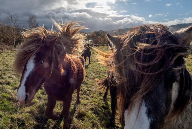 Iceland horses stand on a meadow of a stud farm in Wehrheim near Frankfurt, Germany, on a windy Wednesday, November 20, 2024. (Photo by Michael Probst/AP Photo)