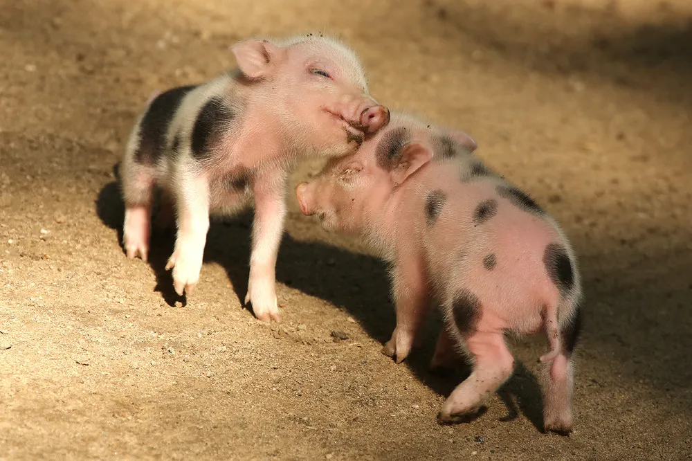 Five Micropigs Born in Zoo Wuppertal in Germany
