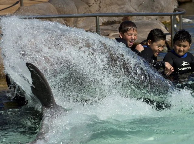Patients from Rady Children's Hospital are sprayed with water by a bottlenose dolphin after being invited to swim and interact with dolphins at Sea World in San Diego, California  August 27, 2015. (Photo by Mike Blake/Reuters)