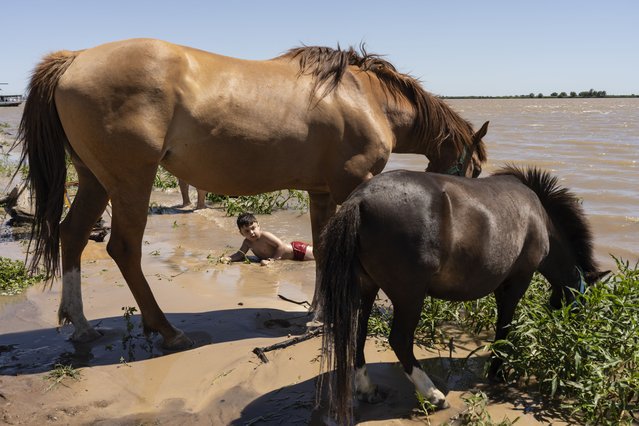 Briceno Medina bathes next to horses drinking water on the banks of the Parana River, in Villa Gobernador Galvez, Argentina, Wednesday, December 4, 2024. (Photo by Rodrigo Abd/AP Photo)