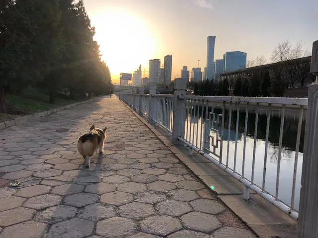 In this April 1, 2020, photo, Sam McNeil’s dog runs alongside the water during a walk on a spring morning in Beijing. (Photo by Sam McNeil/AP Photo)