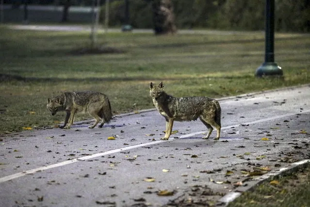 Jackals roam at Hayarkon Park in Tel Aviv, Israel, 15 April 2020. Reports state that wild animals feel safer walking around the streets of the cities and empty parks as most citizens are staying back home due to Israeli police tightly enforce a general lockdown during the Passover Holiday in order to prevent the spread of the SARS-CoV-2 coronavirus which causes the Covid-19 disease. (Photo by Abir Sultan/EPA/EFE/Rex Features/Shutterstock)