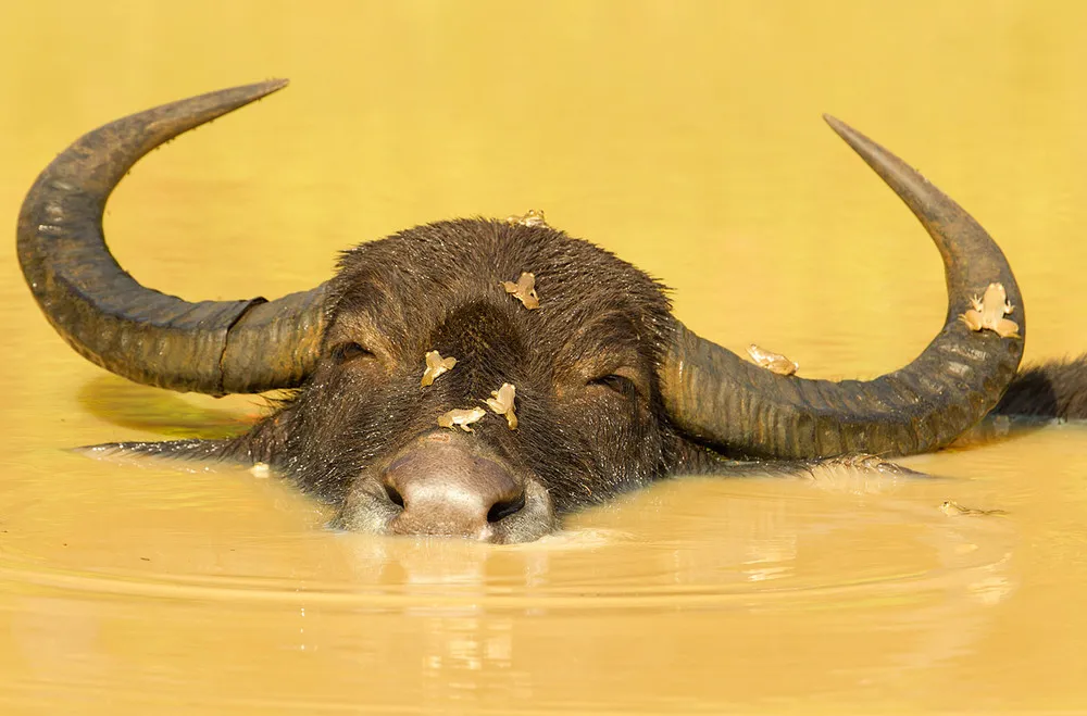 National Geographic Photo Contest 2012