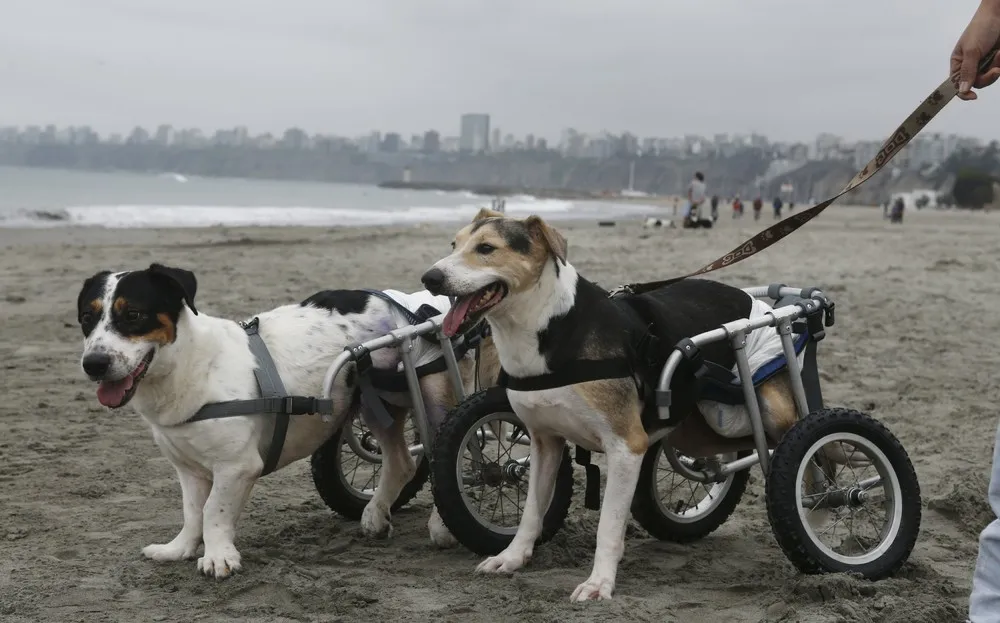 Saving Lima's Stray Dogs