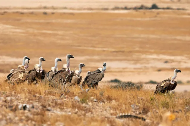 Griffon vultures, some with their tracking tags visible, stand together in an area, used as a feeding station, where carrion is left by conservationists as part of a national project to protect and increase the population of the protected bird in Israel, near Sde Boker in southern Israel on May 14, 2020. (Photo by Amir Cohen/Reuters)