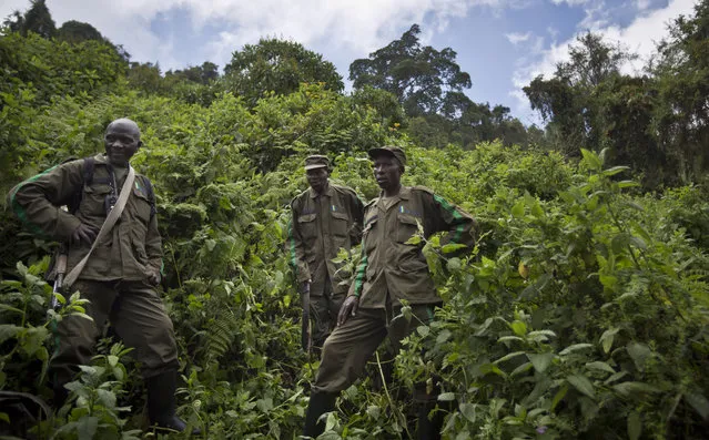 In this photo taken Friday, September 4, 2015, park rangers lead tourists to locate a family of mountain gorillas named Amahoro, which means “peace” in the Rwandan language, in the dense forest on the slopes of Mount Bisoke volcano in Volcanoes National Park, northern Rwanda. (Photo by Ben Curtis/AP Photo)
