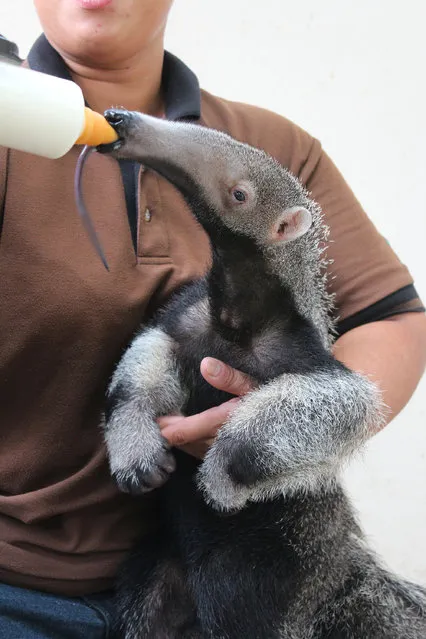 River Safari’s giant anteater baby, born on 20 May, is hand- raised by the park’s keepers after being rejected by its mother. In the wild, giant anteaters are hunted for their meat and coat, and are threatened by habitat destruction. (Photo by Wildlife Reserves Singapore)