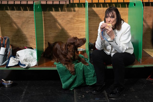 An Irish setter watches a woman eat on the third day of the Crufts dog show in Birmingham, England, on Saturday, March 8, 2025. (Photo by Oli Scarff/AFP Photo)