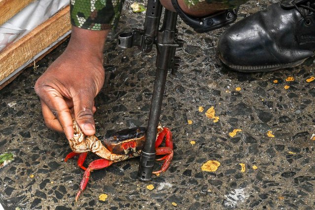 A law enforcement officer holds a blue crab (Callinectes sapidus) seized by police and members of the Administrative Department of Environmental Management (DAGMA) in the Santa Helena market in Cali, Colombia, on April 6, 2025. Environmental authorities seized 109 blue crabs in a market in Cali that were to be sold at Easter. (Photo by Joaquín Sarmiento/AFP Photo)