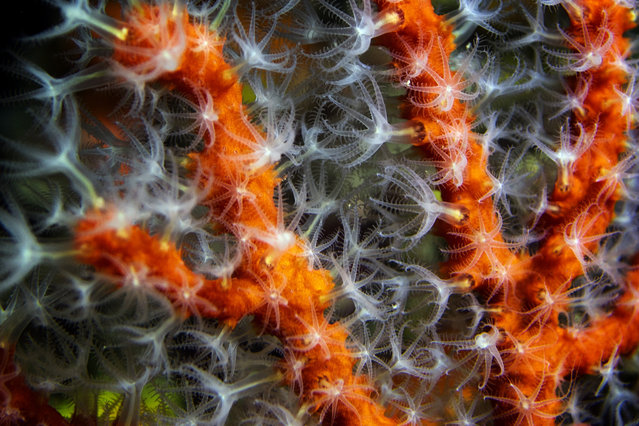 A picture taken on November 24, 2019 with macro-lens, shows white polyps on red coral, in the Mediterranean Sea near La Ciotat, southeastern France. (Photo by Boris Horvat/AFP Photo)