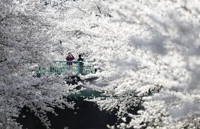 A man takes a picture of a woman with cherry blossoms in full bloom in Tokyo March 31, 2014. Many people enjoy viewing the blossoms all over the country during this season. (Photo by Toru Hanai/Reuters)