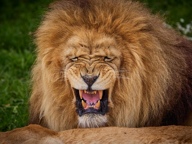The lion named Kruger is pictured at the Beauval Zoopark in Saint-Aignan, central France, on May 7, 2025. (Photo by Guillaume Souvant/AFP Photo)