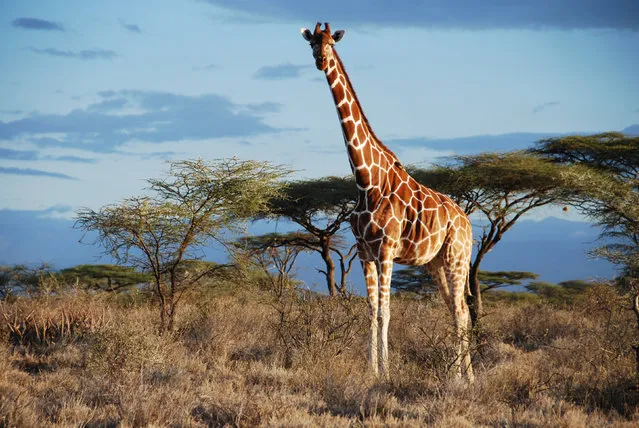 A Reticulated giraffe is seen in Samburu National Park, Kenya in this undated handout picture. (Photo by Courtesy Julian Fennessy/Reuters)