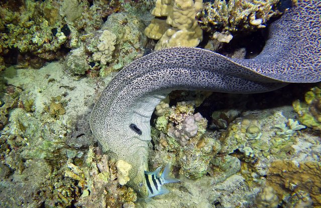 Moray eel is seen in the colorful underwater world of the Red Sea between Africa and Asia in Egypt on January 06, 2025. Due to night diving, which has a special importance in diving literature and requires expertise, many fish and living species that cannot be seen during day dives can be recorded. (Photo by Tahsin Ceylan/Anadolu via Getty Images)
