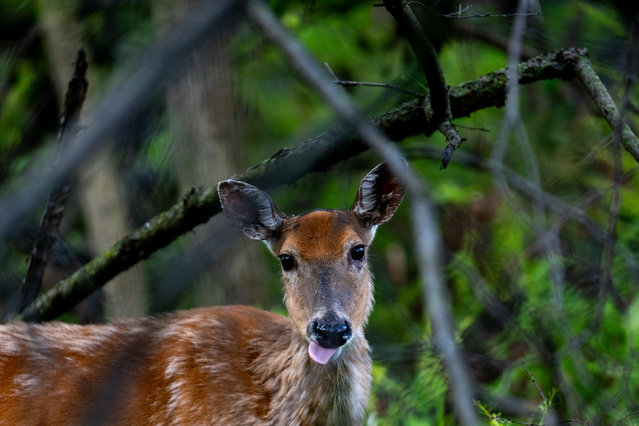 A deer is seen at Catherine Chevalier Woods, in Chicago, Illinois, United States on May 23, 2025. Chevalier Forest in Chicago, USA, is a popular spot for those seeking a close connection with nature. Known for its abundant deer and gray squirrel population, the forest allows visitors to experience wildlife without leaving the city. In the early morning, deer and squirrels can be seen venturing out from deep within the woods in search of food. (Photo by Mustafa Ciftci/Anadolu via Getty Images)