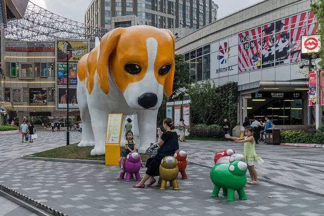 A dog statue makes Shanghai a little cuter, on September 19, 2016. (Photo by Wang Gang/ZUMA Press/Splash News)