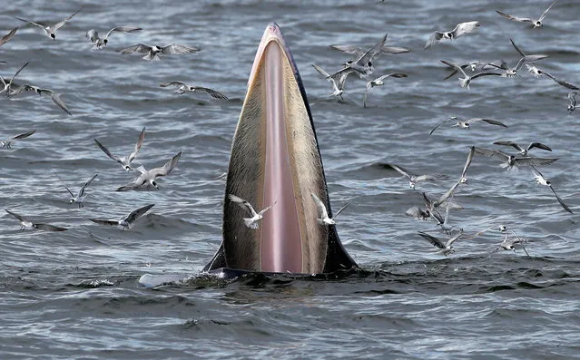 A Bryde's whale and seagulls feast on anchovies in the Gulf of Thailand, 12 September 2020 (issued 13 September 2020). Bryde's whales have been spotted more frequently after the absence of tourists and reduction of human activities due to the COVID-19 coronavirus pandemic which raises hopes of the marine ecosystem restoring after years of damage by tourism. Bryde's whale is a baleen medium sized whale with dark grey color and a white underbelly living in tropical to temperate waters. An estimated population of 40 to 60 Bryde's whales are commonly seen along the upper Gulf of Thailand coastlines between September to December. The Bryde's whale is listed in the Convention on International Trade in Endangered Species of Wild Fauna and Flora (CITES) which prohibits international trade of any parts of the animal. (Photo by Rungroj Yongrit/EPA/EFE)