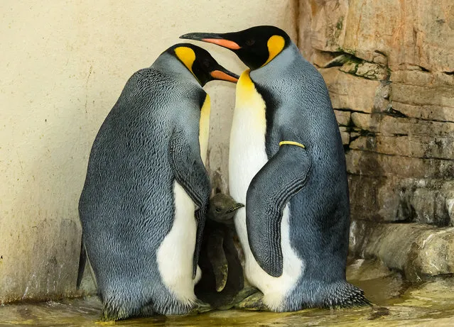 Two king penguins and their chick stand in their enclosure in the zoo of Schoenbrunn in Vienna, Austria, September 21, 2016. (Photo by Daniel Zupanc/Reuters/Tiergarten Schoenbrunn)