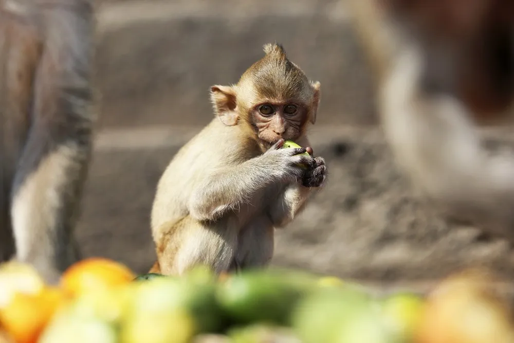 A Annual Monkey Buffet Festival at the Pra Prang Sam Yot Temple in Thailand