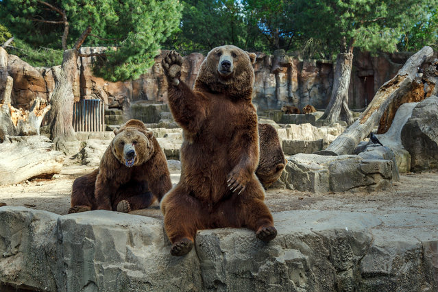 A photographer could bear-ly believe his eyes when a bear started waving at him. The friendly animal wandered to the front of his enclosure before sitting back in full view of zoo guests. He then lifts his powerful paw and excitedly waves in an almost human-like way at his new audience. The hilarious encounter was captured by keen photographer Andrey Slepnev, 31, while on a trip to Madrid Zoo, Spain on March 24, 2016. (Photo by Andrey Slepnev/Caters News)