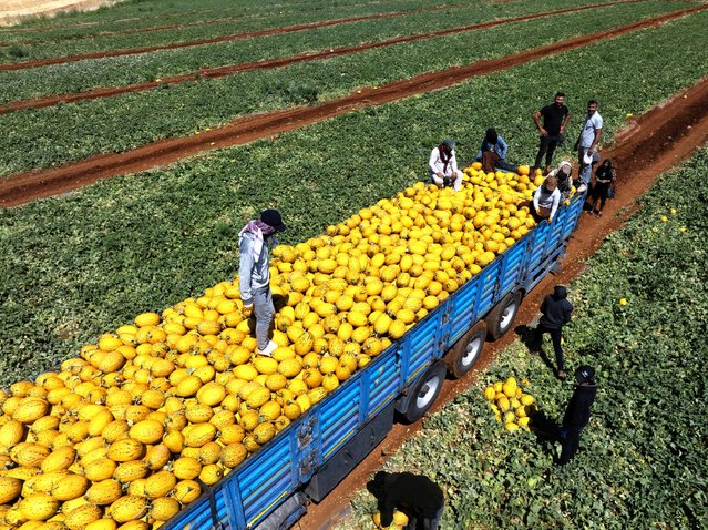 The harvest of melons grown from heirloom seeds continues in the Besni district, one of Turkiye's prominent melon production centers, in Adiyaman, Turkiye on July 11, 2025. Known for their flavor and high yield, Besni melons are shipped daily by the truckload to various regions across the country. Grown using traditional methods and heirloom seeds, the melons attract strong demand thanks to their aromatic taste. (Photo by Beytullah Eles/Anadolu via Getty Images)