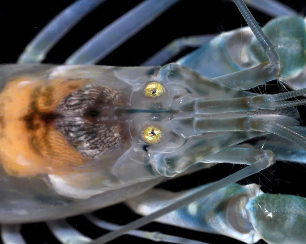 Singapore Marine Biodiversity Survey with Arthur Anker