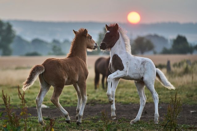Young Icelandic foals play at a stud farm in Wehrheim near Frankfurt, Germany, as the sun rises on Thursday, July 17, 2025. (Photo by Michael Probst/AP Photo)