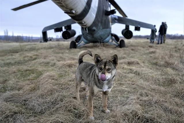 A dog licks its nose in front of a Ukrainian Mi-24 combat helicopter in Donetsk region, Ukraine, Saturday, March 18, 2023. (Photo by Evgeniy Maloletka/AP Photo)