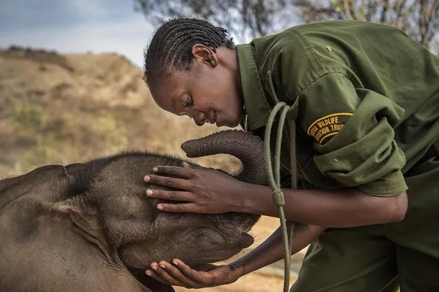 Warriors who once feared elephants: Mary Lengees, one of the first female keepers at the Reteti Elephant Sanctuary in northern Kenya, caresses Suyian, the sanctuary’s first resident, who was rescued in 2016, when she was just four weeks old, October 3, 2016. Women at Reteti are seen as bringing important nurturing skills into the workforce. Orphaned and abandoned elephant calves are rehabilitated and returned to the wild, at the community-owned Reteti Elephant Sanctuary in northern Kenya. The Reteti sanctuary is part of the Namunyak Wildlife Conservation Trust, located in the ancestral homeland of the Samburu people. The elephant orphanage was established in 2016 by local Samburus, and all the men working there are, or were at some time, Samburu warriors. In the past, local people weren’t much interested in saving elephants, which can be a threat to humans and their property, but now they are beginning to relate to the animals in a new way. Elephants feed on low brush and knock down small trees, promoting the growth of grasses – of advantage to the pastoralist Samburu. (Photo by Ami Vitale for National Geographic/World Press Photo)