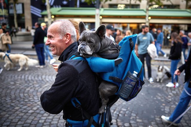A man carries his dog along the Avenue Champs Elysees as over 500 dogs take part in the “Marche Des Animaux” (Animal Walk) to celebrate World Animal Day on October 05, 2025 in Paris, France. (Photo by Kiran Ridley/Getty Images)