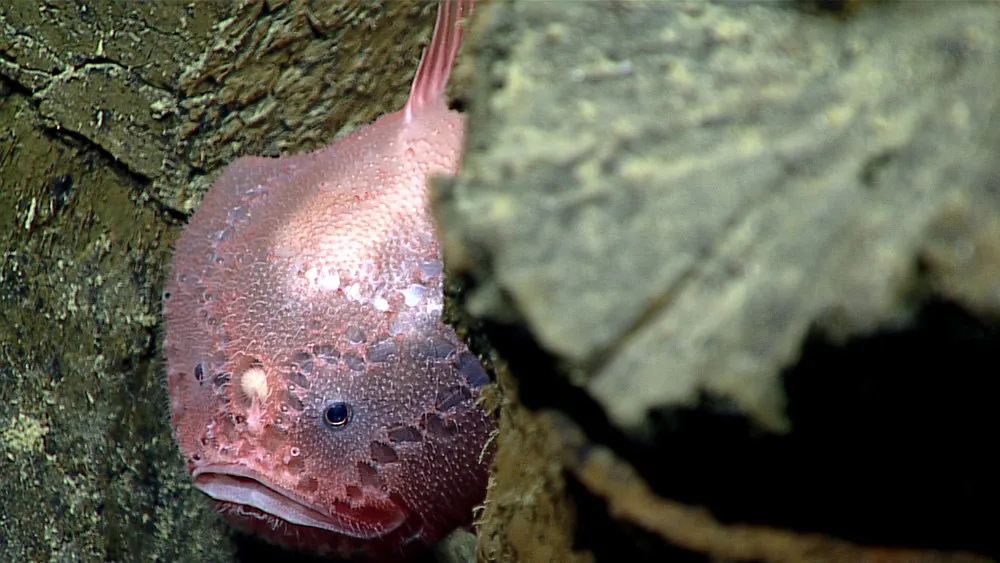 Deepwater Exploration of the Marianas Trench