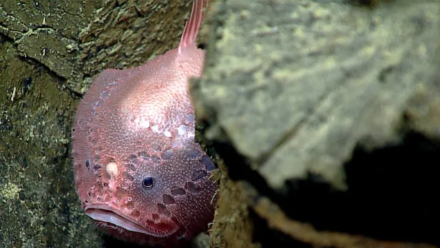 This April 30, 2016 image made available by NOAA shows a deep sea anglerfish living between pillow basalt rock formations, during a deepwater exploration of the Marianas Trench Marine National Monument area in the Pacific Ocean near Guam and Saipan. The ambush predator waits for prey to be attracted by its lure, located between its eyes, and gulps it with its large mouth. (Photo by NOAA Office of Ocean Exploration and Research via AP Photo)