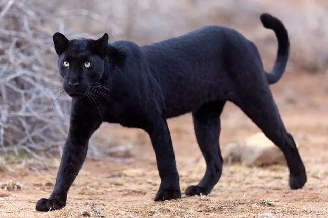 A rare melanistic leopard or “black panther” is seen in Laikipia, Kenya on March 22, 2023. The elusive cat, a two-year-old female christened “Giza” by the local trackers, first appeared in the area around the Ewaso Narok river 18 months ago. She was delivered in a litter of two cubs to a more usual spotted leopard. Melanism is the congenital excess of melanin resulting in dark skin pigment which occurs in animals not humans and is the rarer opposite of albinism. Over the last year the cat has become more accustomed to people and now tolerates the occasional vehicle following her through her territory. Over many nights of observation, photographer Chris Brunskill and his specialist team of local trackers led by ranger Joseph Mugambi, began to build up an understanding of the cat's movements and repeatedly watched her cross the river at sunset to begin hunting before she returned a few hours later, often carrying her prey following a successful predation. Her tolerance of people extended to the use of a spotlight to track her movements and resulted in many incredible encounters for Brunskill and his team. They observed her hunting on multiple evenings in close proximity to the Laikipia Wilderness Camp where they were based. Brunskill commented “Getting the opportunity to track and photograph a black leopard at close range, alone in the wilds of Laikipia, was both an incredible thrill and an extraordinary privilege”. Such is her rarity "Giza" is thought to be the first black leopard ever to have been photographed, without the use of camera traps, on the African continent. (Photo by Chris Brunskill/Getty Images)