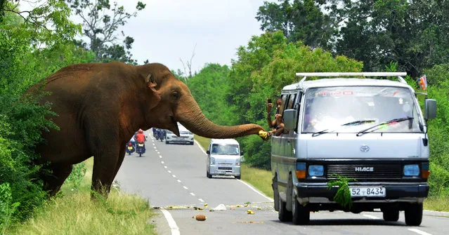 In this photograph taken on April 30, 2018, Sri Lankan passersby feed fruits to an elephant along the Kataragama- Buttala road in Kataragama. (Photo by Ishara S. Kodikara/AFP Photo)