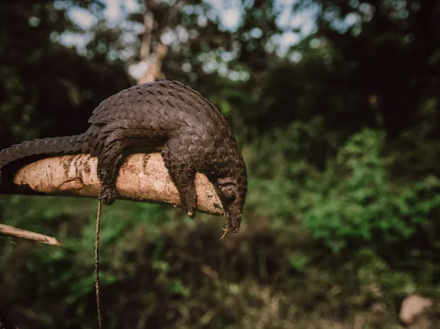 A pangolin captured by hunters in the Ituri rainforest, in Mambasa territory, Democratic Republic of the Congo, 19 October 2020. The risk of a new pathogen coming in contact with human populations is increased in areas with high biodiversity like Congo. Over 72 percent of the country lives on less than USD 1.90 a day, which makes free sources of food like hunting essential in parts of the country where hunting and fishing are a viable option. Human populations come into contact with animals and pathogens during activities such as hunting for food or the exotic animal trade and deforestation. With deforestation and habitat loss, animals are more likely to move into new areas and come into contact with human beings for the first time. Humans living in these high-risk areas have a far greater chance of becoming a 'patient zero' for virus spillover than elsewhere. The exotic animal trade is also an attractive source of revenue as Congo still hosts many exotic animals, including pangolins, the mammal suspected to be a secondary host for COVID-19 before it spilled over into the human population. There exists a precarious situation where conservation is a losing battle due to governance factors, and Congo’s biodiversity posits a distinct likelihood for a new virus to jump from an animal to a human population. Mammals alone are estimated to host at least 320,000 undiscovered viruses. (Photo by Hugh Kinsella Cunningham/EPA/EFE)