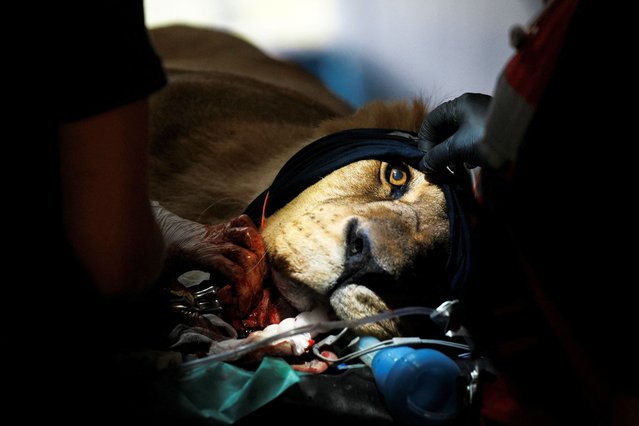 A lioness receives dental treatment from veterinarians of the global animal welfare organisation FOUR PAWS at the former Zoo Lujan, on the outskirts of Buenos Aires, Argentina, on October 30, 2025. (Photo by Irina Dambrauskas/Reuters)