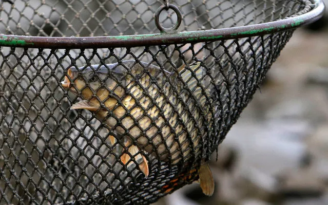A fish struggles in a net after being caught by fishermen during the traditional carp haul near the village of Belcice, Czech Republic, October 25, 2016. (Photo by David W. Cerny/Reuters)