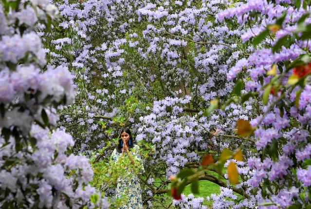 A woman reacts as she views the spectacular azaleas and rhodedendron blossoming in Richmond Park in west London, Britain, April 29, 2018. (Photo by Toby Melville/Reuters)