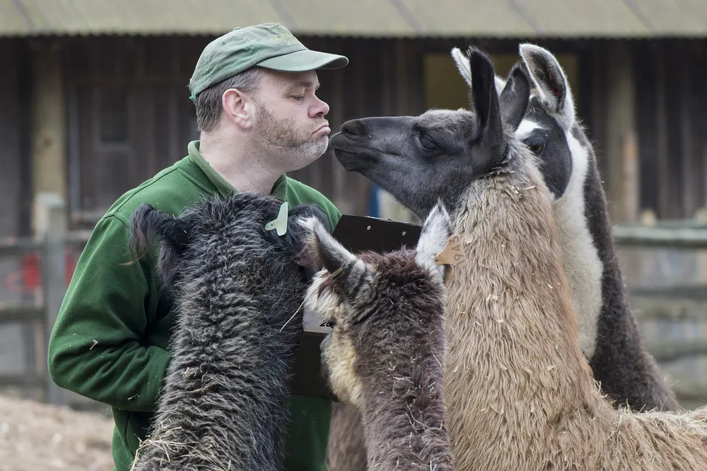 The London Zoo's Annual Stocktake of Animals