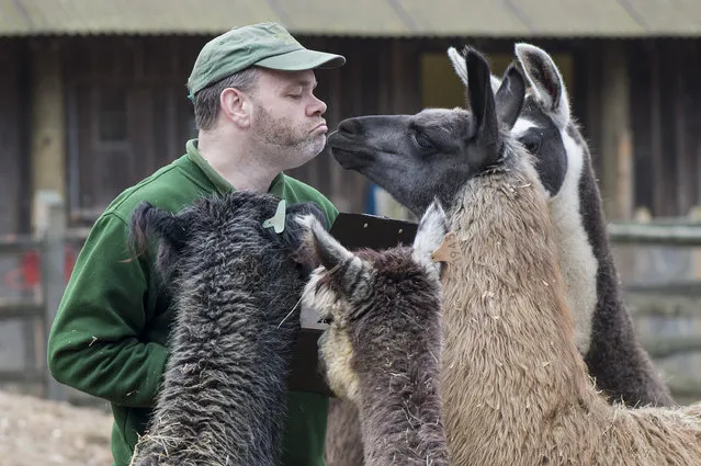 Lamas and Alpacas are being measured during the annual weight-in ZSL London Zoo onJanuary 5, 2015 in London, England. The height and mass of every animal in the zoo, of which there are over 16,000, is recorded and submitted to the Zoological Information Management System. (Photo by Niklas Halle'N/UPPA/ZUMA Wire)